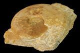 Callovian Ammonite (Kosmoceras) Fossil in Rock - France #152753-1